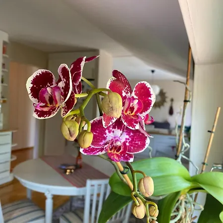 Sweet Home- Center, Sea View, Sauna, Balcony Διαμέρισμα Μάριεχαμν